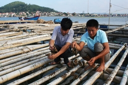 Huyện Tĩnh Gia nuôi 100.000 giá bám hàu thương phẩm