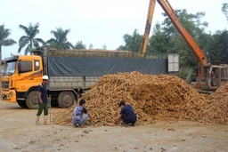 Nhà máy Chế biến tinh bột sắn Phúc Thịnh: Phấn đấu giá trị xuất khẩu đạt trên 15 triệu USD