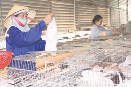 Toàn tỉnh có 284 xã đạt chuẩn nông thôn mới