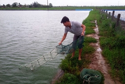 Chủ động phòng, chống rét trong nuôi trồng thủy sản