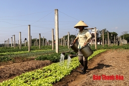 Huyện Thạch Thành chú trọng nâng cao hiệu quả hoạt động của các HTX