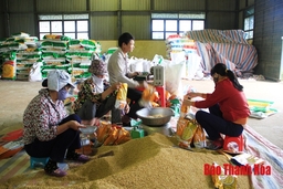 Bao tiêu đầu ra cho gần 200 ha sản xuất hạt giống lúa