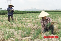 Huyện Yên Định: Mở rộng diện tích trồng hành củ