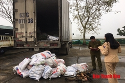 Bắt giữ gần 1.000kg sản phẩm động vật đang phân hủy, bốc mùi hôi thối.