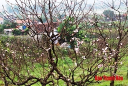 Xuân về trên thủ phủ đào phai