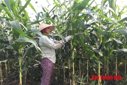 Có 4.814 ha cây trồng được hỗ trợ liên kết sản xuất và bao tiêu sản phẩm