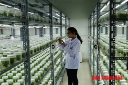 Phát triển nhiều loại giống cây trồng chất lượng cao