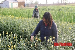 Huyện Đông Sơn chuyển đổi 321 ha đất trồng lúa kém hiệu quả sang phát triển trang trại và cây trồng giá trị
