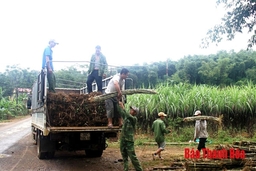 Giá mía nguyên liệu thấp, nhà máy chia khó cùng nông dân