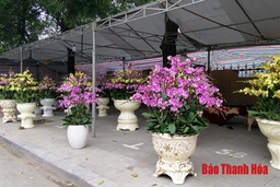 Câu chuyện vỉa hè ngày cận tết