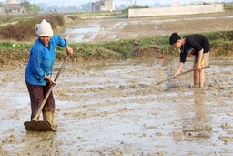 Huyện Đông Sơn xây dựng được 17 cánh đồng mẫu lớn