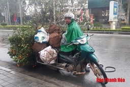 Rộ nghề thu mua gốc đào, quất giá rẻ sau Tết