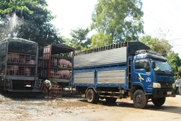 Ngăn chặn tính trạng nhập lậu, vận chuyển trái phép, tiêu thụ sản phẩm động vật nhập lậu từ nước ngoài vào địa bàn tỉnh