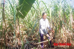 Hỗ trợ phát triển sản xuất cho các hộ nghèo ở các xã đặc biệt khó khăn, biên giới