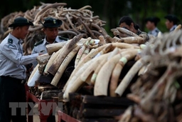 4 nước Nam châu Phi kêu gọi dỡ bỏ lệnh cấm buôn bán ngà voi