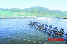 Xã Hòa Lộc: Xây dựng các mô hình nuôi thủy sản hiệu quả