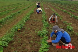 Triển khai mô hình trồng khoai lang phục vụ chế biến