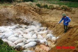 Dịch tả lợn Châu Phi xuất hiện tại huyện Yên Định