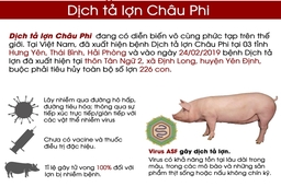 Infographics - Thông tin cần biết về Dịch tả lợn Châu Phi