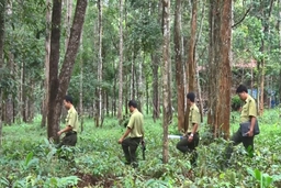 Ứng dụng khoa học, công nghệ nâng cao hiệu quả quản lý, bảo vệ và phát triển rừng