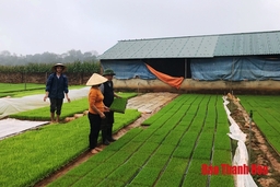 Cựu chiến binh huyện Triệu Sơn giúp nhau phát triển kinh tế, xóa đói, giảm nghèo