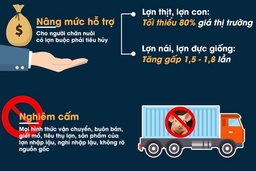 [Infographics] - Tăng mức hỗ trợ đối với lợn bị dịch tả lợn Châu Phi