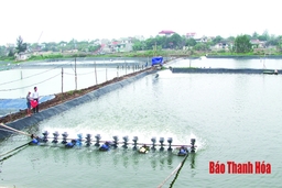 Huyện Hậu Lộc chủ động chuyển đổi diện tích sản xuất lúa sâu trũng và muối kém hiệu quả sang nuôi trồng thủy sản