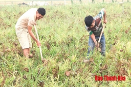 Kết quả bước đầu trong phát triển cây dược liệu