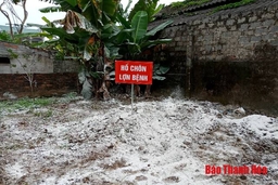 Đã xuất hiện bệnh dịch tả Châu Phi tại TP Thanh Hóa