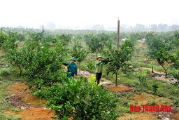 Huyện Thạch Thành xây dựng các mô hình liên kết sản xuất