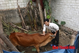 Thực hư chất lượng bò sinh sản cấp cho người dân trong dự án giảm nghèo tại xã Hoằng Phụ?