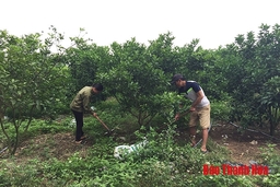 Xã Xuân Hòa phát triển hơn 170 ha cây ăn quả có múi