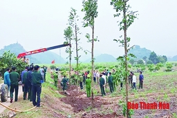 Đẩy mạnh công tác trồng, chăm sóc, bảo vệ rừng