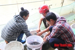 Khôi phục nghề sản xuất cá truyền thống
