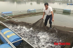 Nuôi cá lồng trên hồ nước ngọt, doanh thu hàng tỷ đồng mỗi năm