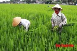 Huyện Quảng Xương phát triển hơn 1.000 ha lúa thương phẩm chất lượng cao