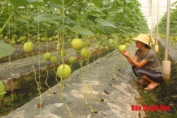 Hiệu quả mô hình nông nghiệp ứng dụng công nghệ cao tại xã Xuân Khánh
