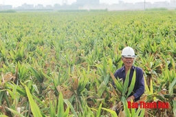 Xã Định Tường phát triển 220 ha sản xuất hạt giống ngô lai F1 tập trung