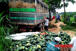 Nông dân huyện Như Xuân thu nhập hơn 250 triệu đồng/ha từ cây dưa hấu