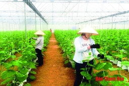 Phát triển sản xuất nông nghiệp hữu cơ