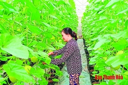 Huyện Lang Chánh đẩy mạnh ứng dụng tiến bộ khoa học - kỹ thuật vào sản xuất nông nghiệp