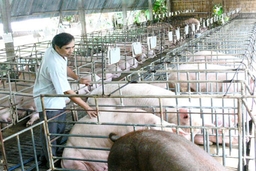 Phát triển chăn nuôi lợn theo chuỗi giá trị, đảm bảo an toàn sinh học và bền vững