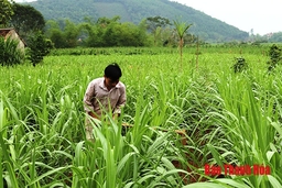 Huyện Thạch Thành tập trung chăm sóc cây mía tím