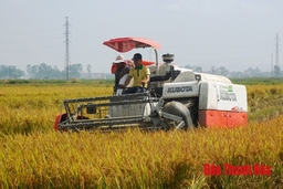 Huyện Nông Cống thu hoạch 40% diện tích lúa chiêm xuân