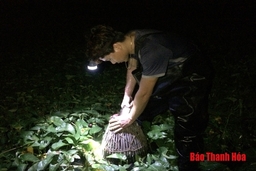 Chong đèn đi bắt cá đồng
