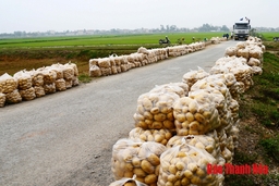 Vùng chuyên canh rau màu xã Nga Trường cho thu nhập hơn 200 triệu đồng/ha­­­­/năm