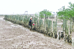 Nghề săn “thần dược” cho đàn ông