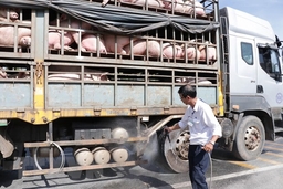 Dịch tả lợn châu Phi đã lan ra 46 tỉnh, thành phố trên cả nước