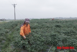 Liên kết tiêu thụ nông sản ở xã Phú Lộc