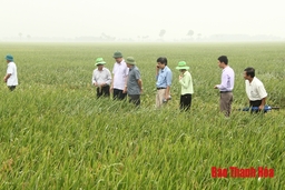 Phát triển vùng sản xuất lúa theo tiêu chuẩn VietGAP tại huyện Nông Cống